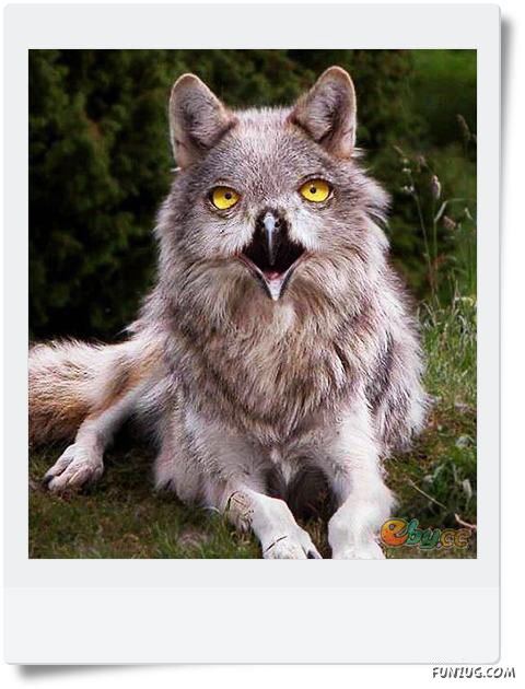 Funny Animals Face Exchange