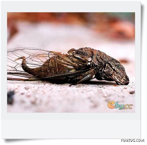 Funny Animals Face Exchange