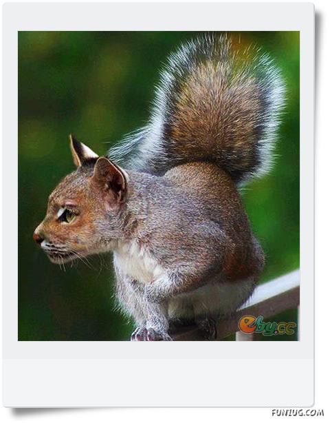 Funny Animals Face Exchange