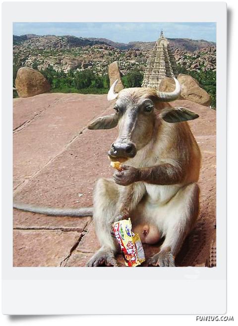 Funny Animals Face Exchange