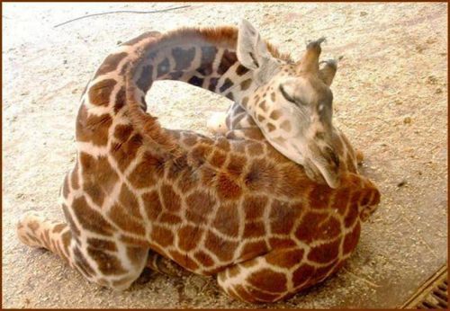 Amazing Animals Photography