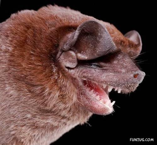 Amazing Species of Bats