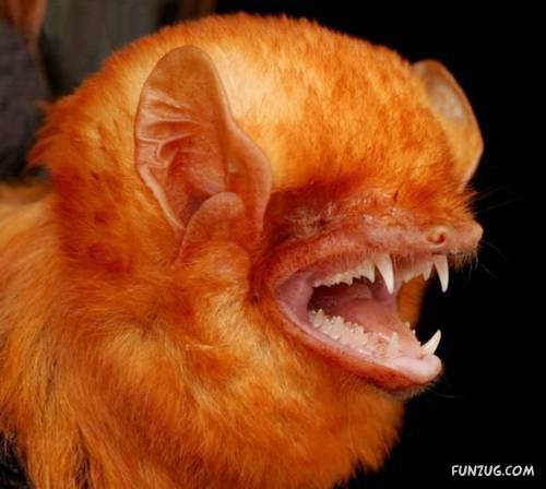 Amazing Species of Bats