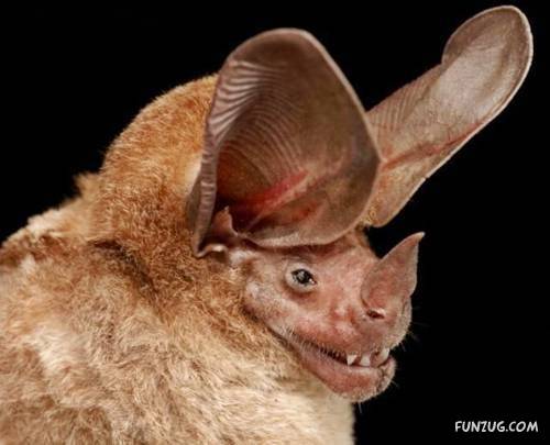 Amazing Species of Bats