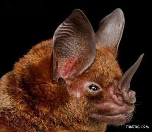 Amazing Species of Bats