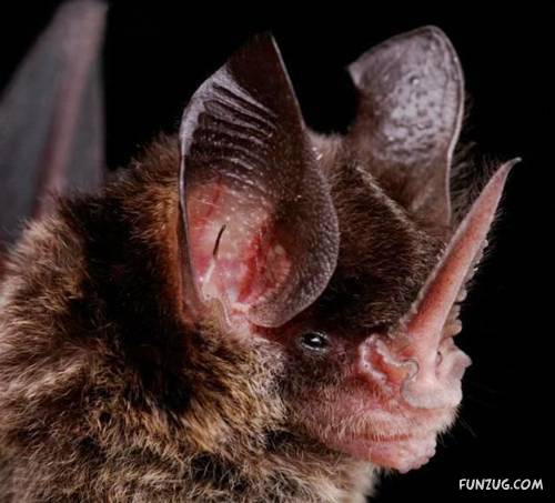 Amazing Species of Bats