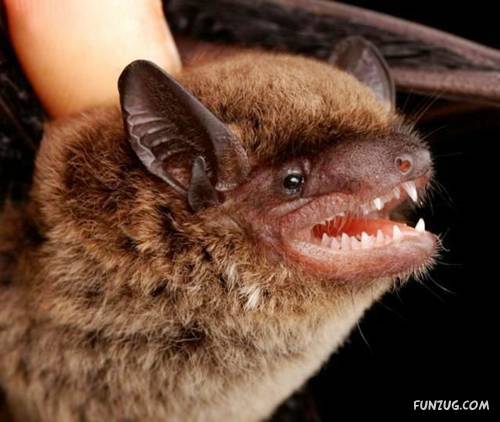 Amazing Species of Bats