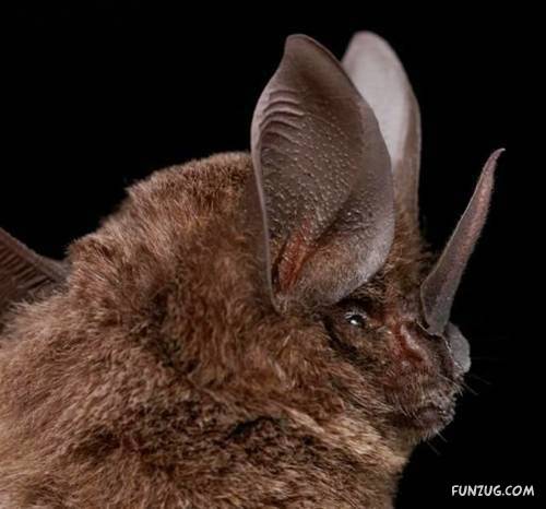 Amazing Species of Bats