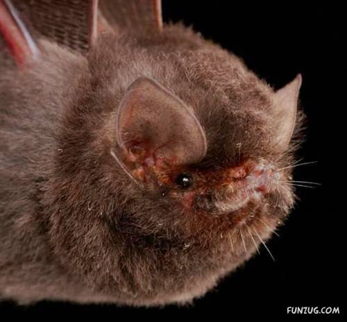 Amazing Species of Bats