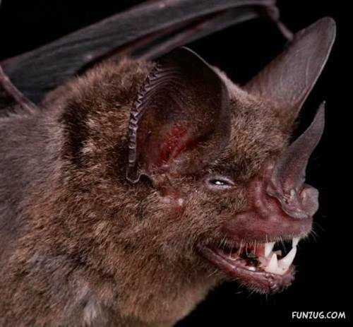 Amazing Species of Bats