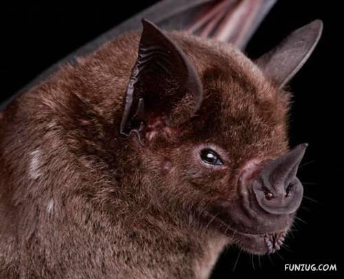 Amazing Species of Bats
