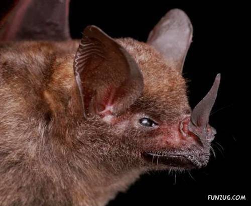 Amazing Species of Bats