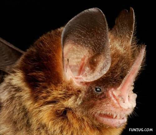 Amazing Species of Bats
