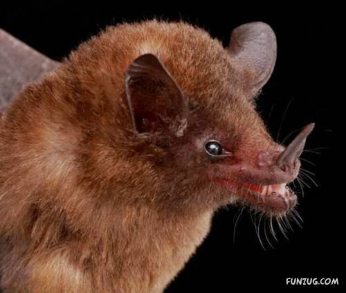 Amazing Species of Bats