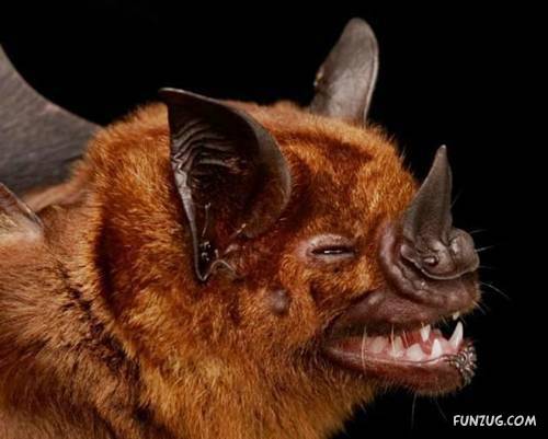 Amazing Species of Bats