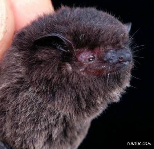 Amazing Species of Bats