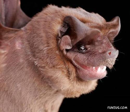 Amazing Species of Bats