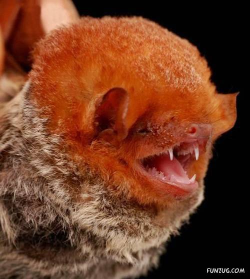 Amazing Species of Bats