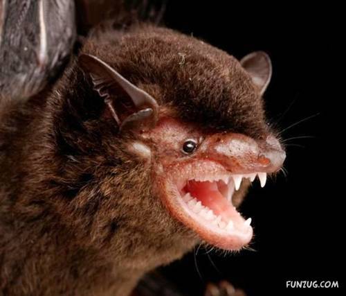 Amazing Species of Bats