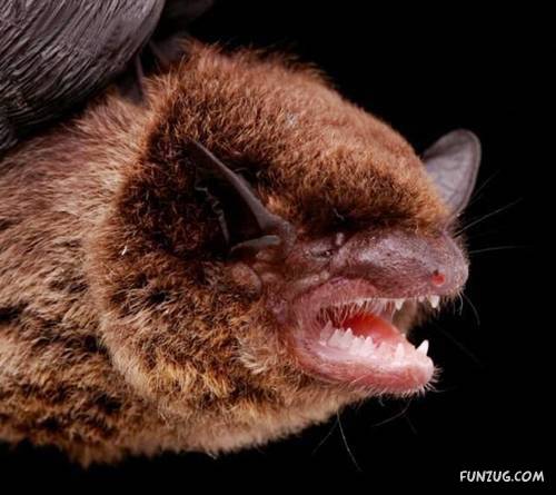 Amazing Species of Bats