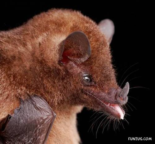 Amazing Species of Bats