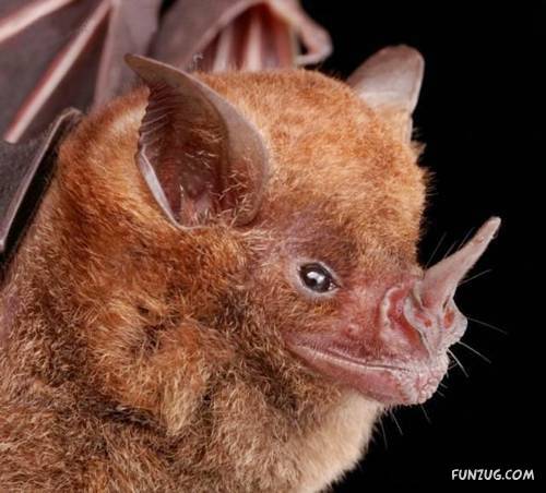 Amazing Species of Bats