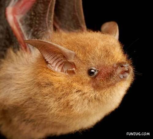 Amazing Species of Bats