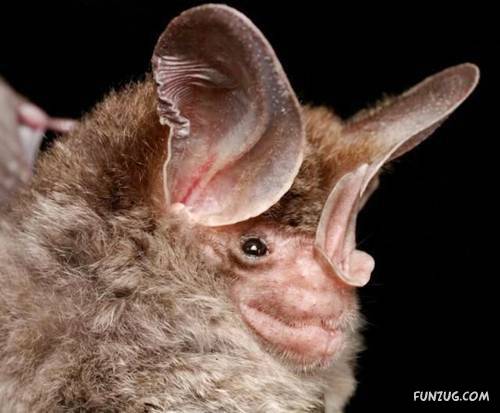 Amazing Species of Bats