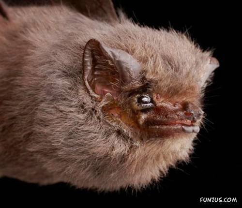 Amazing Species of Bats