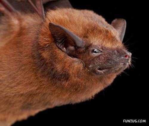 Amazing Species of Bats