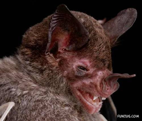 Amazing Species of Bats