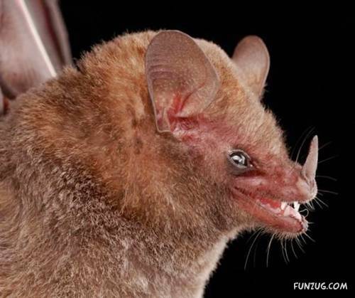 Amazing Species of Bats