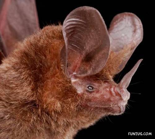 Amazing Species of Bats