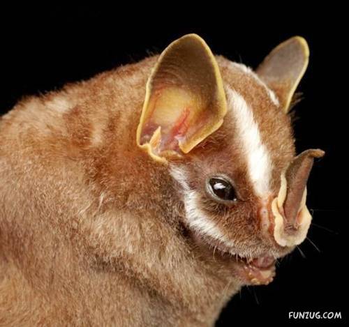 Amazing Species of Bats