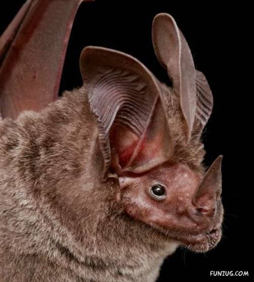 Amazing Species of Bats