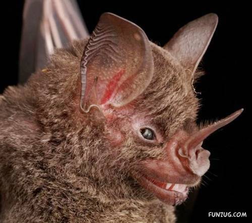 Amazing Species of Bats