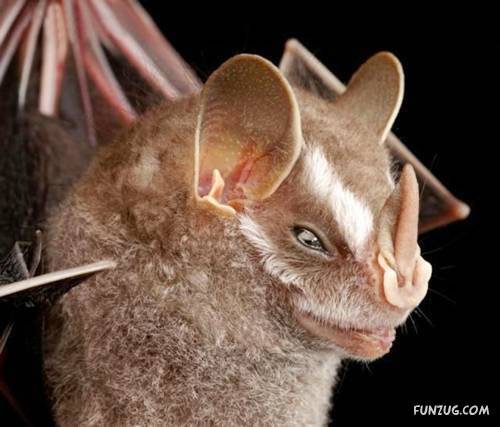 Amazing Species of Bats