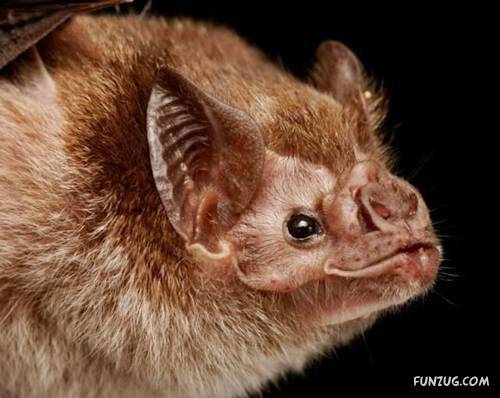 Amazing Species of Bats