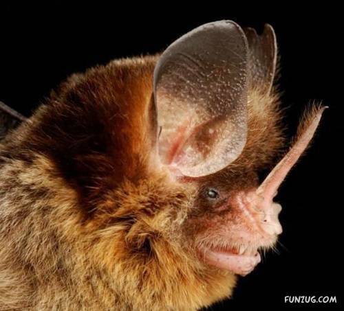 Amazing Species of Bats