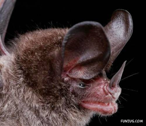 Amazing Species of Bats