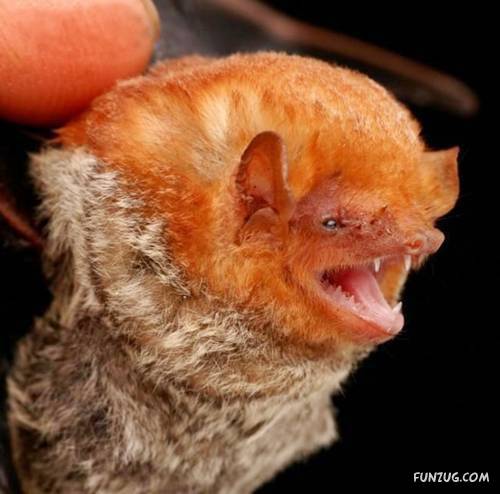 Amazing Species of Bats