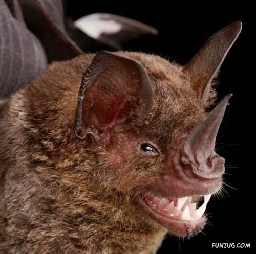 Amazing Species of Bats