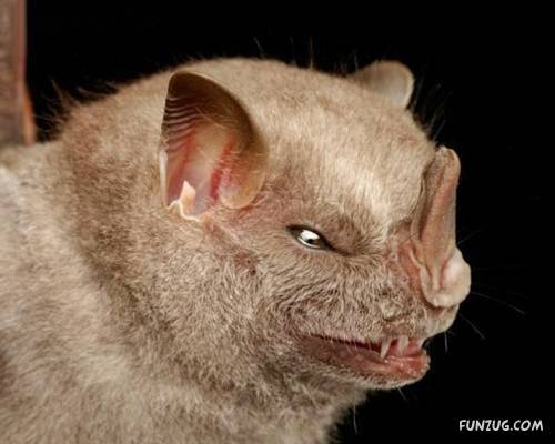 Amazing Species of Bats