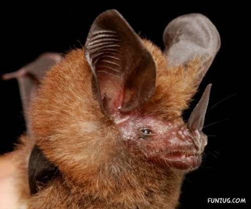 Amazing Species of Bats