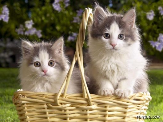 The Most Beautiful Kitties