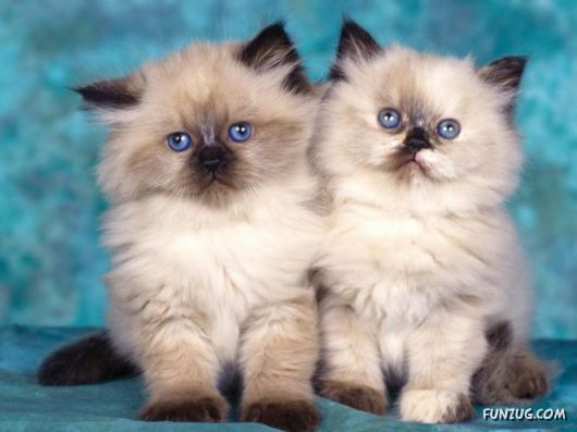 The Most Beautiful Kitties