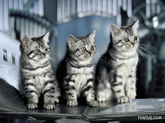 The Most Beautiful Kitties