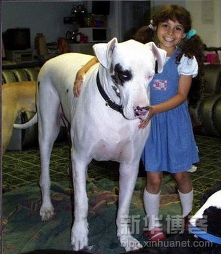 Biggest Dogs In The World