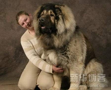 Biggest Dogs In The World