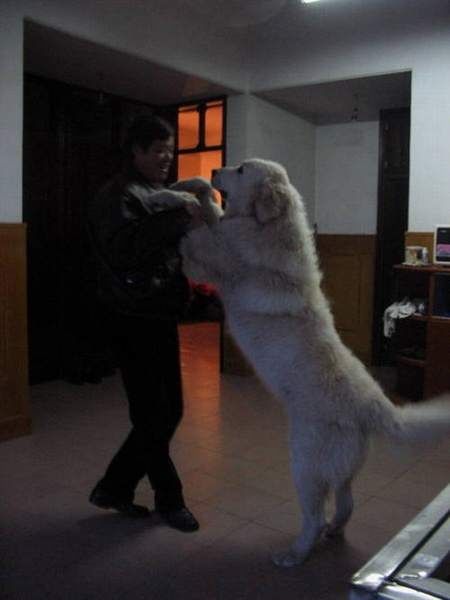 Biggest Dogs In The World